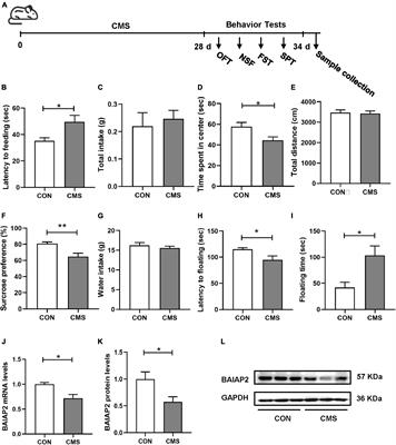 Hippocampal BAIAP2 prevents chronic mild stress-induced depression-like behaviors in mice